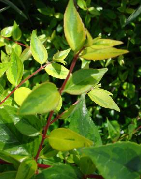 Fotografia 10 da espécie Abelia x grandiflora no Jardim Botânico UTAD