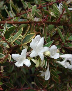 Fotografia 11 da espécie Abelia x grandiflora no Jardim Botânico UTAD