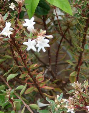 Fotografia 12 da espécie Abelia x grandiflora no Jardim Botânico UTAD