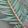 Fotografia 5 da espécie Abies alba do Jardim Botânico UTAD