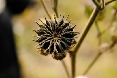 Fotografia da espécie Abutilon theophrasti