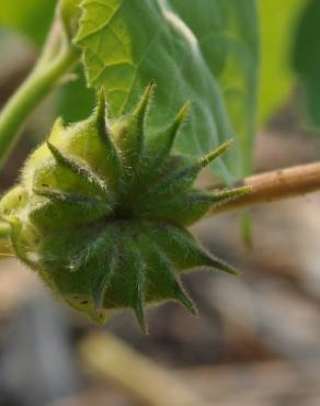 Fotografia 3 da espécie Abutilon theophrasti no Jardim Botânico UTAD