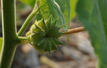 Fotografia da espécie Abutilon theophrasti