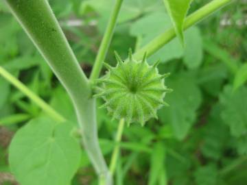 Fotografia da espécie Abutilon theophrasti