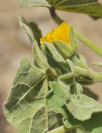 Fotografia da espécie Abutilon theophrasti