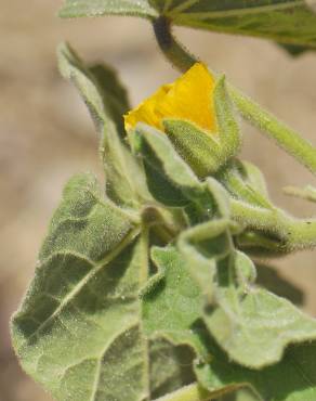 Fotografia 7 da espécie Abutilon theophrasti no Jardim Botânico UTAD