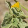 Fotografia 7 da espécie Abutilon theophrasti do Jardim Botânico UTAD