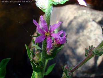 Fotografia da espécie Lythrum salicaria