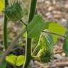 Fotografia 8 da espécie Abutilon theophrasti do Jardim Botânico UTAD