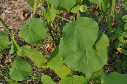 Fotografia da espécie Abutilon theophrasti