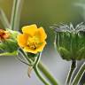 Fotografia 11 da espécie Abutilon theophrasti do Jardim Botânico UTAD