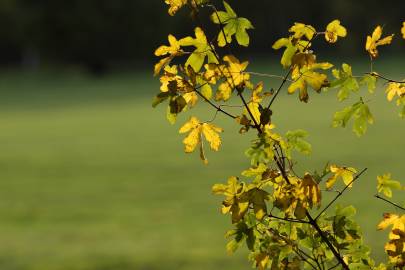 Fotografia da espécie Acer campestre