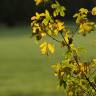 Fotografia 7 da espécie Acer campestre do Jardim Botânico UTAD