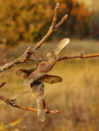 Fotografia da espécie Acer campestre