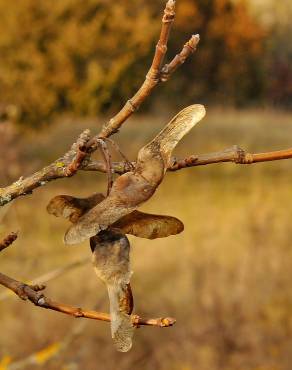 Fotografia 9 da espécie Acer campestre no Jardim Botânico UTAD