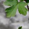 Fotografia 10 da espécie Acer campestre do Jardim Botânico UTAD