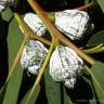 Fotografia 1 da espécie Eucalyptus globulus do Jardim Botânico UTAD