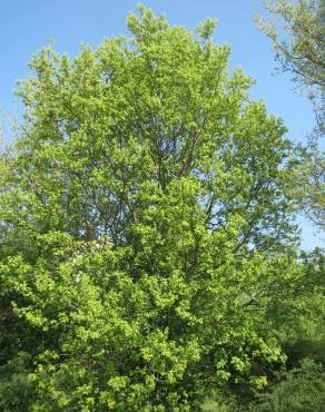 Fotografia 12 da espécie Acer campestre no Jardim Botânico UTAD