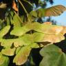 Fotografia 14 da espécie Acer campestre do Jardim Botânico UTAD