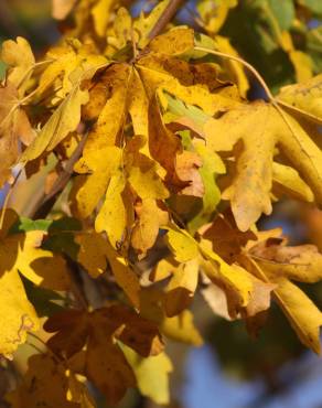 Fotografia 15 da espécie Acer campestre no Jardim Botânico UTAD