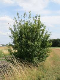 Fotografia da espécie Acer campestre