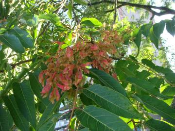 Fotografia da espécie Ailanthus altissima