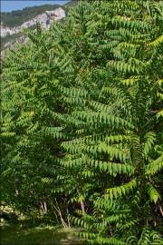 Fotografia da espécie Ailanthus altissima