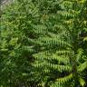 Fotografia 7 da espécie Ailanthus altissima do Jardim Botânico UTAD