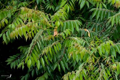 Fotografia da espécie Ailanthus altissima