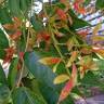 Fotografia 9 da espécie Ailanthus altissima do Jardim Botânico UTAD