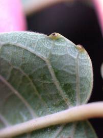 Fotografia da espécie Ailanthus altissima