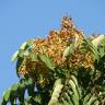 Fotografia 11 da espécie Ailanthus altissima do Jardim Botânico UTAD