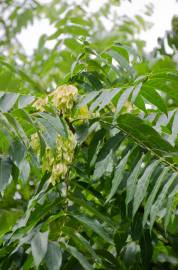 Fotografia da espécie Ailanthus altissima