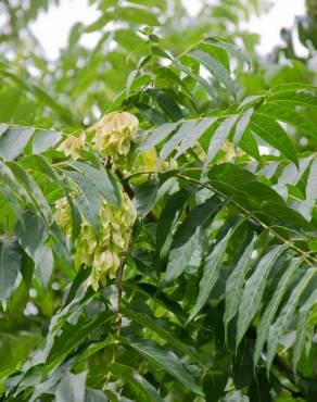 Fotografia 13 da espécie Ailanthus altissima no Jardim Botânico UTAD