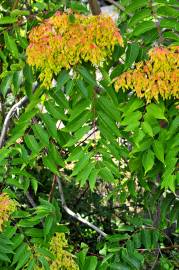 Fotografia da espécie Ailanthus altissima