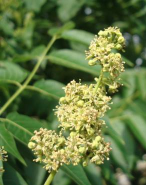 Fotografia 18 da espécie Ailanthus altissima no Jardim Botânico UTAD