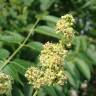 Fotografia 18 da espécie Ailanthus altissima do Jardim Botânico UTAD