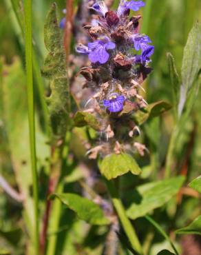 Fotografia 7 da espécie Ajuga reptans no Jardim Botânico UTAD