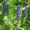 Fotografia 9 da espécie Ajuga reptans do Jardim Botânico UTAD