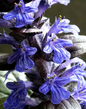 Fotografia 11 da espécie Ajuga reptans no Jardim Botânico UTAD