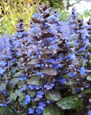 Fotografia 12 da espécie Ajuga reptans no Jardim Botânico UTAD