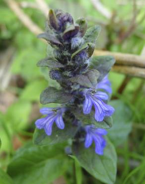 Fotografia 13 da espécie Ajuga reptans no Jardim Botânico UTAD