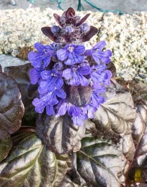 Fotografia 15 da espécie Ajuga reptans no Jardim Botânico UTAD