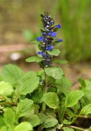 Fotografia da espécie Ajuga reptans