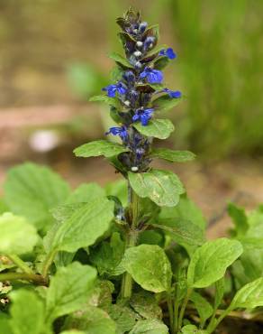 Fotografia 16 da espécie Ajuga reptans no Jardim Botânico UTAD