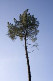 Fotografia da espécie Pinus pinaster