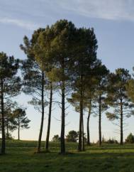 Pinus pinaster