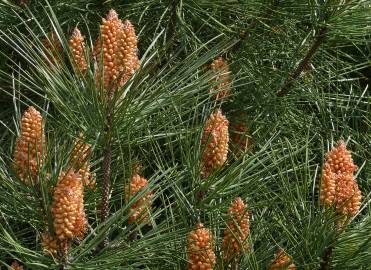 Fotografia da espécie Pinus pinaster