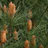 Fotografia 3 da espécie Pinus pinaster do Jardim Botânico UTAD