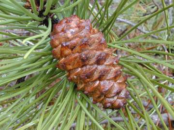 Fotografia da espécie Pinus pinaster